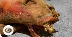 The Mystery Of Plum Island